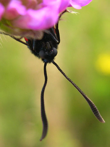 Seksplettet Køllesværmer i Tinnet Krat juli 2007. Foto: Søren Faaborg Nielsen